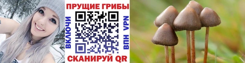 Галлюциногенные грибы Psilocybe  где купить наркотик  Прокопьевск 